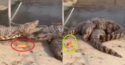 Video: Con cá sấu mất miếng mồi ngon vì bạn