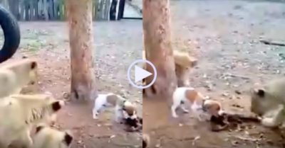 Video: Con chó nhỏ đuổi ba sư tử, độc chiếm bữa ăn