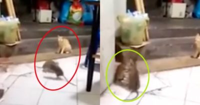 Video: Mèo ‘tái mặt’ khi xem hai con chuột ngoại cỡ giao đấu