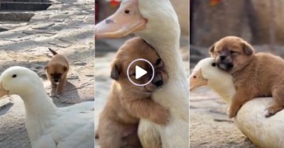 Video: Cún con quấn quýt bên ngan không rời