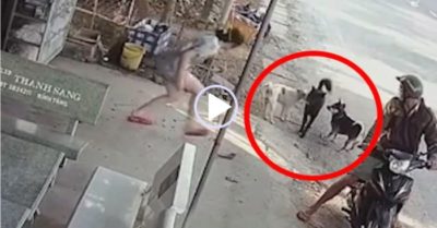 Video: Cô chủ chạy nhanh đến giải vây chó cưng trước đối thủ to con