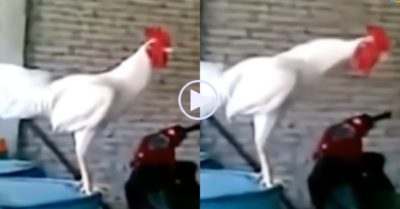 Video: Chú gà trống gáy kiểu không giống ai