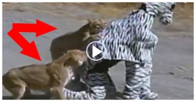 Video: Bị 2 con sư tử đuổi theo vì giả ngựa vằn thám hiểm châu Phi