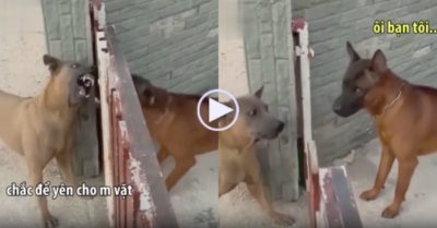 Video: ‘Chó dữ’ ngừng khẩu chiến khi cổng mở