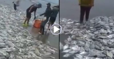 Video: Ngư dân dùng rổ, xô xúc cá ngừ mắc kẹt trên bờ biển rồi đổ đầy xe tải