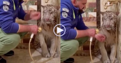 Video: Con hổ e thẹn khi được chủ tắm