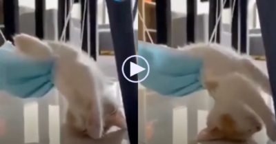 Video: Mèo con ngủ ngon lành trên võng khẩu trang