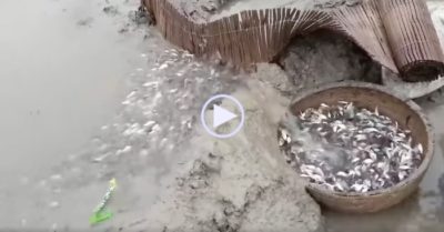 Video: Cách bắt hàng trăm con cá thông minh, không tốn nhiều công sức