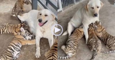Video khoảnh khắc khó tin: Chó ngồi yên cho bầy hổ bú sữa