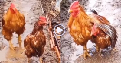Video ấm áp: Gà trống dang cánh che mưa cho gà mái
