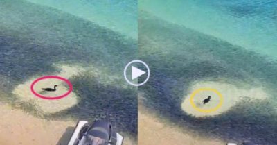 Video: Chú chim bất lực bơi giữa đàn cá hàng vạn con