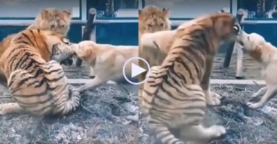 Video: Chó nhà cắn đầu hổ, kéo ra xa để bảo vệ sư tử