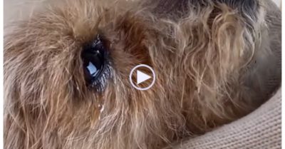 Video: Cún con rơi nước mắt khi được người đàn ông mang về nuôi