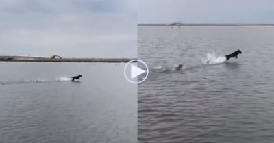 Video: Chú chó ‘khinh công’ trên mặt nước