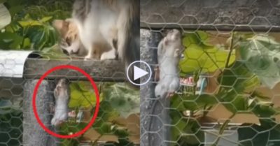 Clip: Chuột nín thở khi bị mèo truy tìm