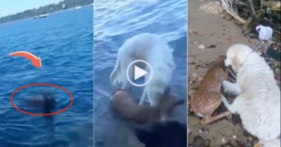 Video chuyện lạ: Chú chó lao xuống biển cứu con nai bị đuối nước