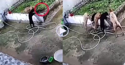 Video: Đàn chó cưng lo lắng khi làm rơi chậu cây cảnh xuống bể nước