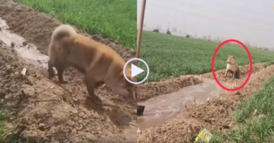 Video: Chú chó dẫn nước vào ruộng giúp chủ nhân