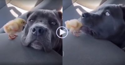 Video: Gà con hoảng hồn khi bị chó ngoạm đầu