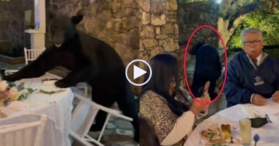 Video: Gấu đen xông vào tiệc cưới rồi lùng sục khắp bàn, khách tiếp tục ăn cỗ