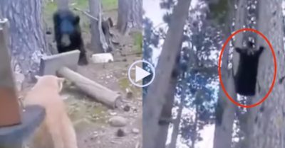 Video: Gấu đen leo tót lên cây lánh nạn vì bị mèo đuổi