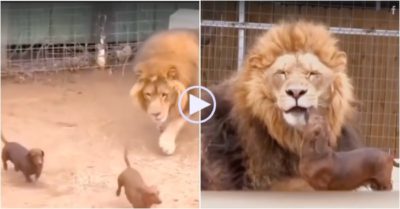 Video: Hai cún con ‘to gan’ chạy vào chuồng bắt nạt sư tử