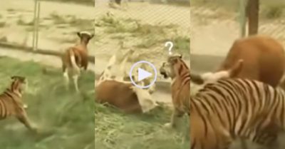 Video: Bò phản công đuổi hổ bỏ chạy sau khi đâm đầu vào hàng rào