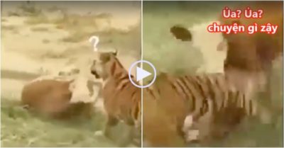 Video: Bò nổi giận đuổi hổ chạy ‘té khói’