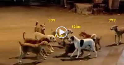 Video: Hai đàn cún hỗn chiến bằng miệng ‘giành địa bàn’