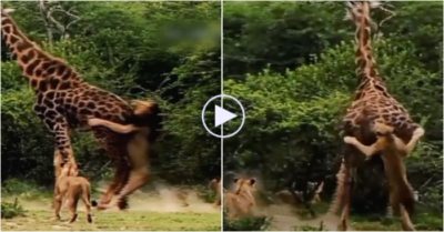 Video: Hươu cao cổ một mình hạ gục đàn sư tử hung hăng tấn công từ phía sau