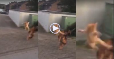 Video: Mèo nhảy cao tung cước dạy dỗ chó becgie