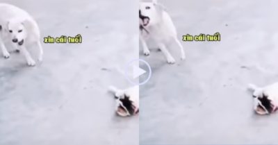 Video: Mèo và chó thi nhau ăn vạ