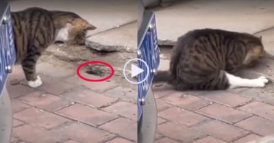 Video: Mèo vồ chuột qua lỗ nhỏ siêu đỉnh
