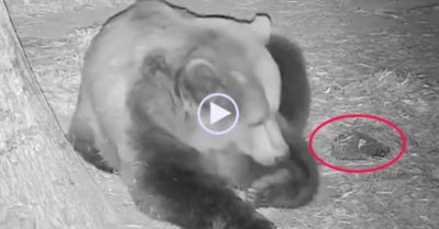 Video: Nhím ‘trêu ngươi’ hết lần này đến lần khác đến cắn vào người gấu