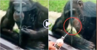 Video: Tinh tinh chuẩn bị sẵn ống hút để xin nước uống của khách tham quan