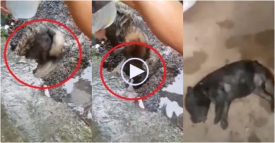 Video: Chó mẹ liều mình chui vào hang ngập nước cứu 4 con nhỏ khỏi chết đuối