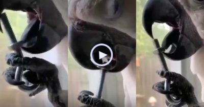Video: Không cần cờ lê, con vẹt thông minh dùng lưỡi vặn bu lông cực đỉnh