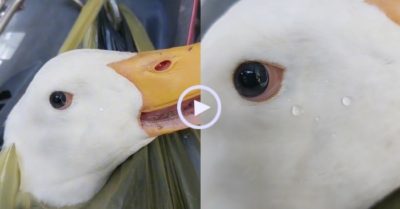 Video: Vịt vừa run vừa rớt nước mắt khi biết mình sắp bị làm thịt