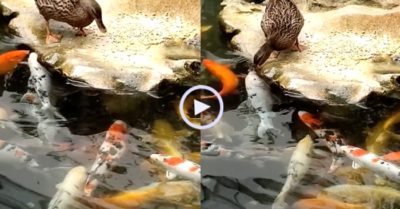 Video: Vịt giúp chủ đút thức ăn cho đàn cá koi