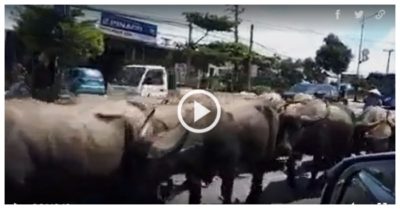 Video: Hàng chục con trâu xuống phố chiếm lòng đường dọc quốc lộ