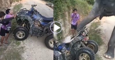 Video: Hai thanh niên ‘mừng như được mùa’ vì được voi giúp kéo xe