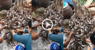 Video: Cả gia đình miệt mài gỡ cá dính đầy mắt lưới