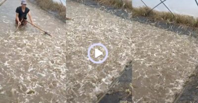 Video: ‘Mãn nhãn’ xem cảnh thu hoạch tôm của ngư dân