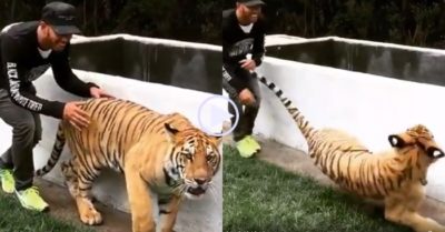 Video: Phản ứng bất ngờ của hổ khi bị nam thanh niên hù doạ từ phía sau
