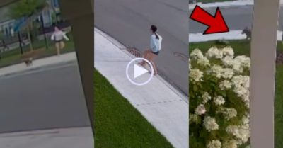 Video: Chó cưng mạo hiểm tính mạng bảo vệ cô chủ thoát khỏi sói hoang tấn công