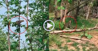 Video: Leo lên cây bắt khỉ, báo hoa mai ngã nhào sau cú nhảy ‘chuyền cành’