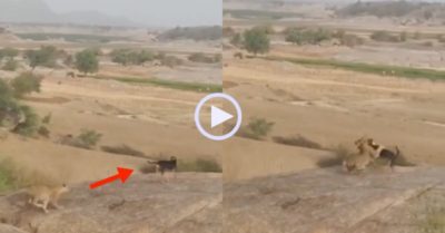 Video: Chó nhà phản đòn, tử chiến với báo hoa mai và kết cục khó tin