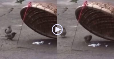 Video: Ngồi bẫy chim mà không nỡ sập bẫy