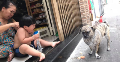 Loạt biểu cảm hài hước của chú cún khi thấy cậu chủ nhỏ bị cắt tóc