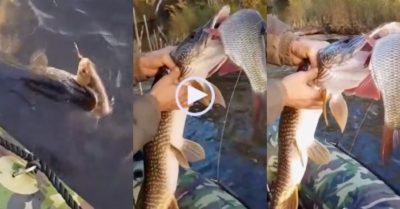 Video: Câu cá nhỏ được luôn cả cá lớn